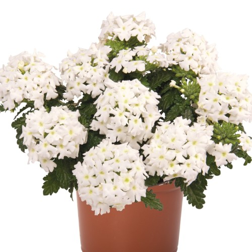 Verbena 'Lindolena White' - Aed-raudürt 'Lindolena White' ampel